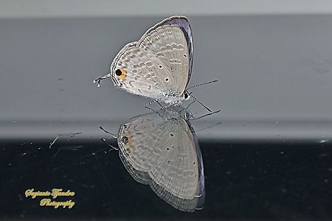 The forget-me-not butterfly, Catochrysops strabo, family Lycaenidae "Reflection"  Catochrysops strabo,Forget-me-not,Geotagged,Indonesia,Winter
