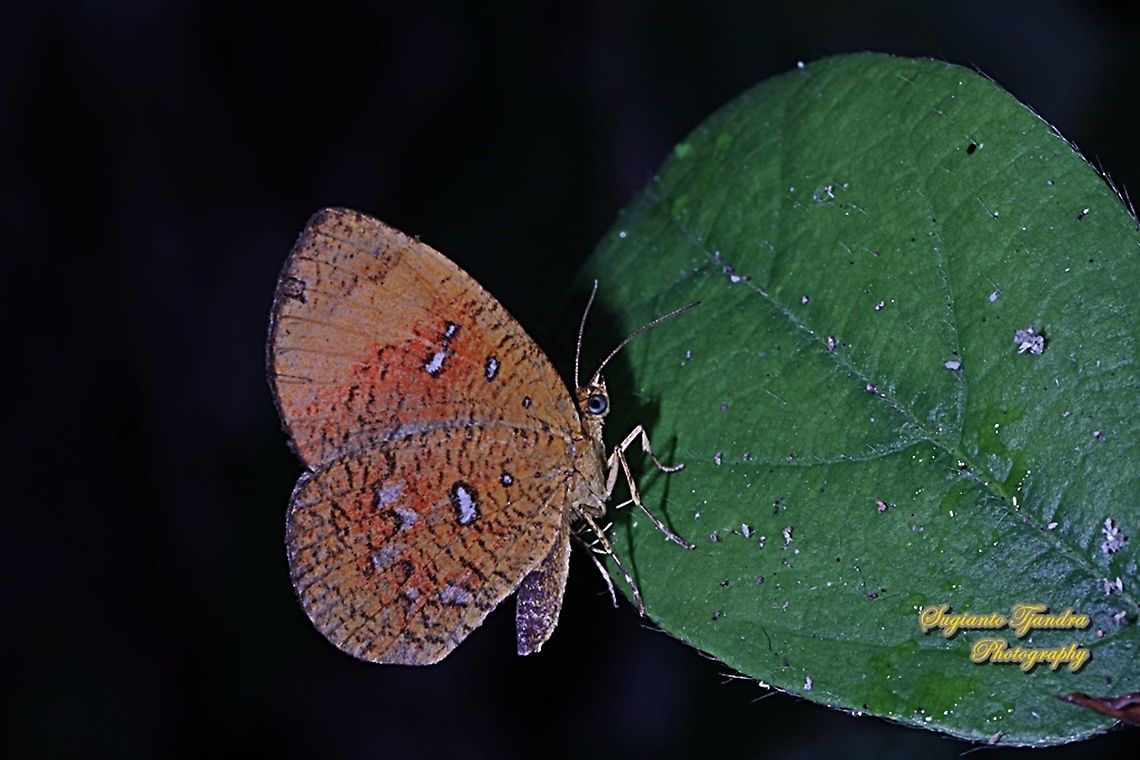 Callidula Moth, Callidula sakuni sakuni (family Callidulidae)  Callidula sakuni,Geotagged,Indonesia,Winter