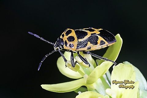 Stink Bug, Eurydema dominulus, Pentatomidae  Eurydema dominulus,Geotagged,Indonesia,Painted Bug,Winter