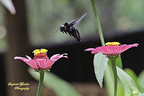 Black Carpenter Bee, Xylocopa, family Apidae "looking for nectar"  Geotagged,Indonesia,Winter