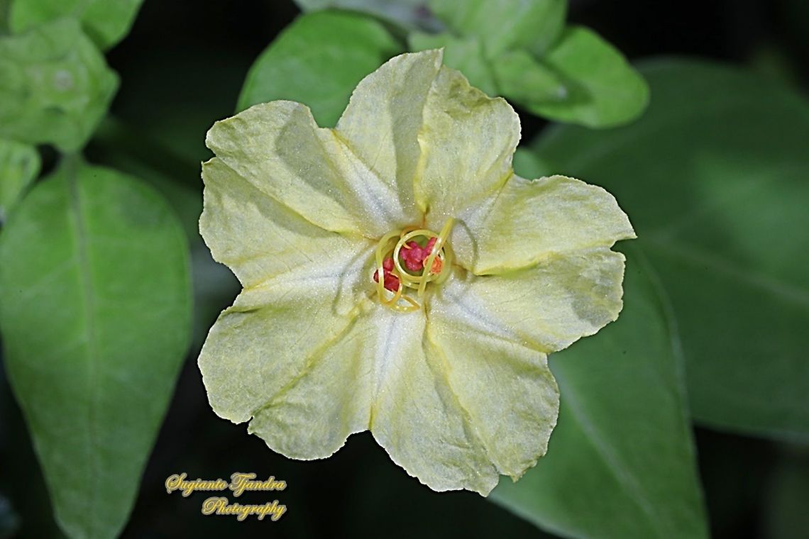 Four o'clock flower, Mirabilis Jalapa (Nyctaginaceae)  Geotagged,Indonesia,Marvel of Peru,Mirabilis jalapa,Winter