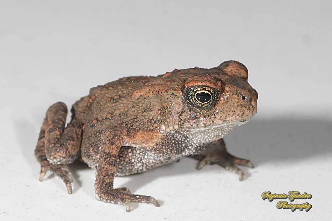 Indonesian Crested Toad, Ingerophrynus biporcatus  Crested toad,Geotagged,Indonesia,Ingerophrynus biporcatus,Winter