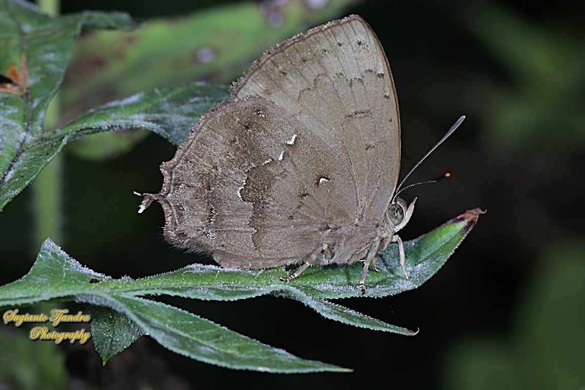 The Acacia blue butterfly, Surendra vivarna ssp vivarna, family Lycaenidae  Acacia blue,Geotagged,Indonesia,Surendra vivarna,Winter