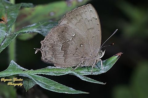 The Acacia blue butterfly, Surendra vivarna ssp vivarna, family Lycaenidae  Acacia blue,Geotagged,Indonesia,Surendra vivarna,Winter