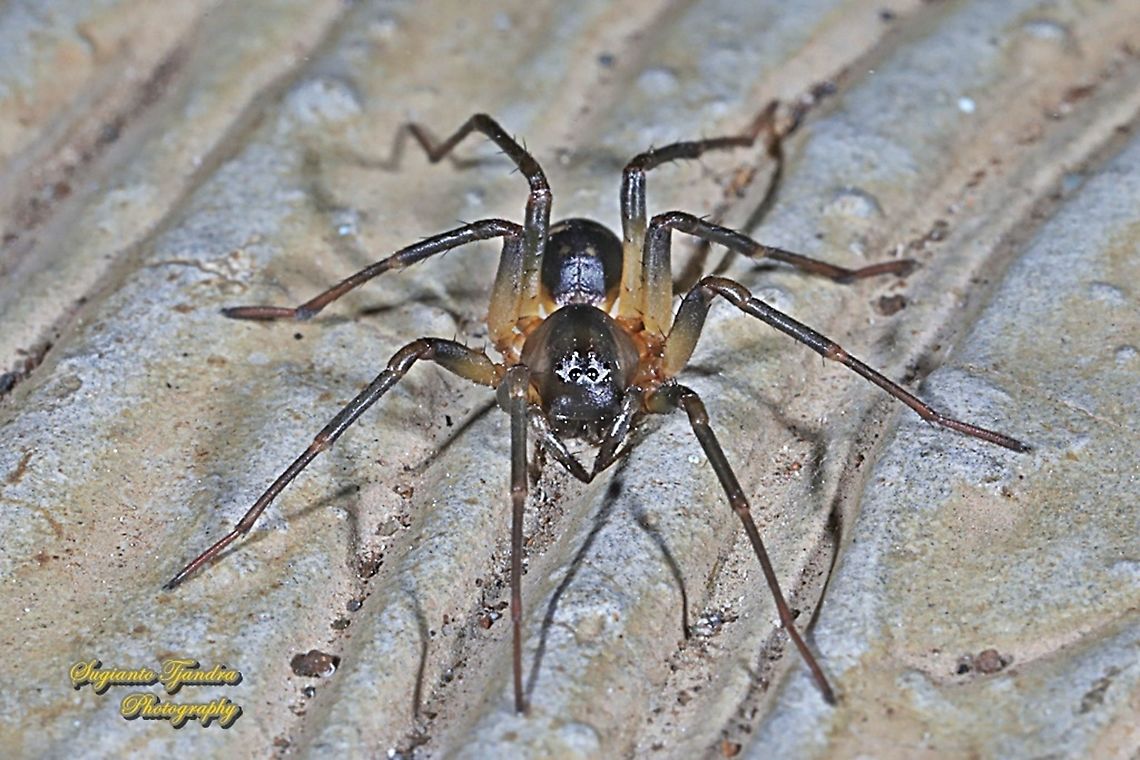 Ant-eating Spider, Mallinella, family Zodariidae  Geotagged,Indonesia,Winter