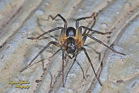 Ant-eating Spider, Mallinella, family Zodariidae  Geotagged,Indonesia,Winter