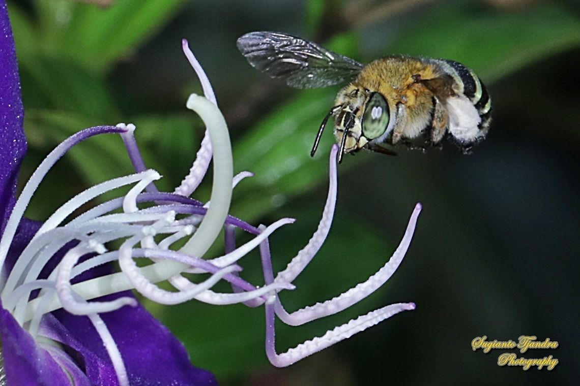 Blue Banded Bee, Amegilla Zonata "looking for nectar"  Amegilla zonata,Geotagged,Indonesia,Winter