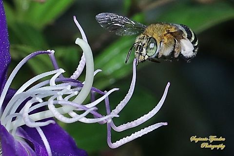 Blue Banded Bee, Amegilla Zonata "looking for nectar"  Amegilla zonata,Geotagged,Indonesia,Winter