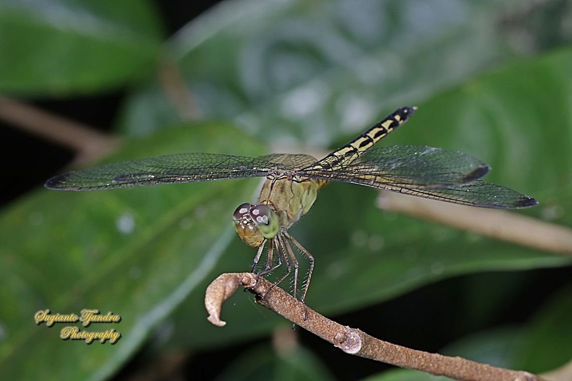 Dragonfly (Neurothemis terminata) - Female  Geotagged,Indonesia,Indonesian Red-winged Dragonfly,Neurothemis terminata,Winter
