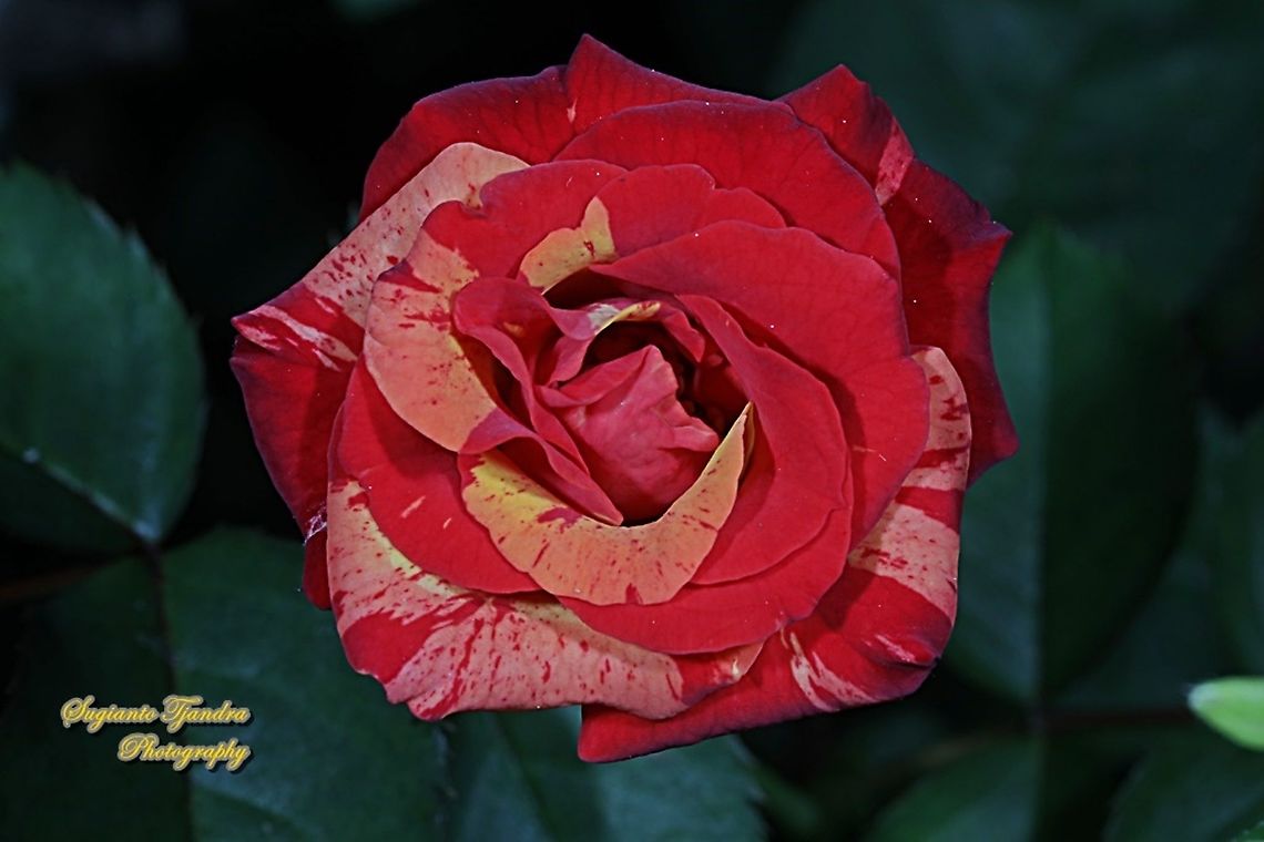 Variegated rose flower, Rosaceae  Geotagged,Indonesia,Winter