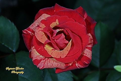 Variegated rose flower, Rosaceae  Geotagged,Indonesia,Winter