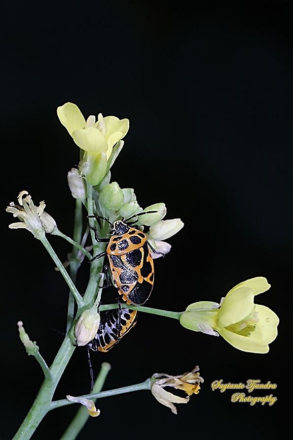 Painted Bug, Eurydema dominulus, Pentatomidae "mating"  Eurydema dominulus,Geotagged,Indonesia,Painted Bug,Winter