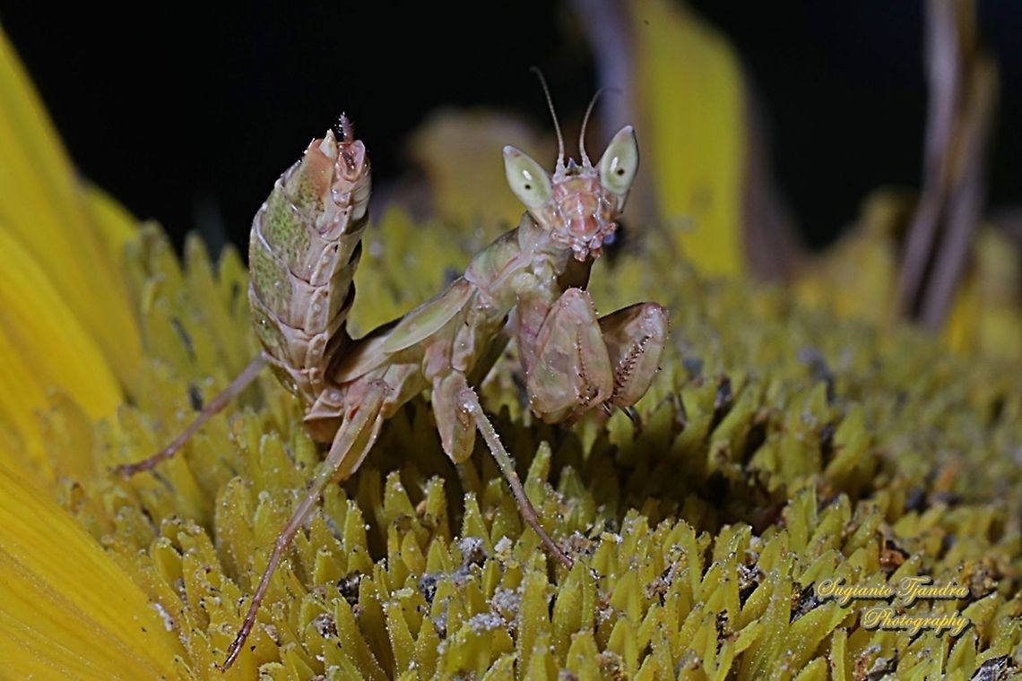 Flower mantis nymph, Creobroter Sp  Geotagged,Indonesia,Winter