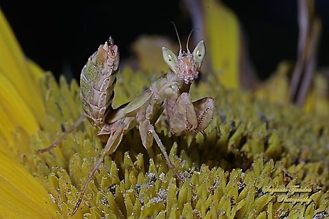Flower mantis nymph, Creobroter Sp  Geotagged,Indonesia,Winter