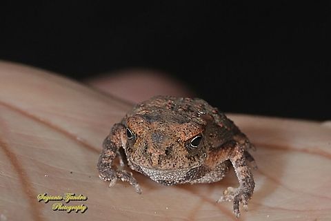 Indonesian Crested Toad, Ingerophrynus biporcatus  Crested toad,Geotagged,Indonesia,Ingerophrynus biporcatus,Winter