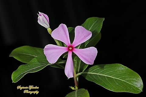 Tapak Dara Flower/ Madagascar Periwinkle, Apocynaceae  Catharanthus roseus,Geotagged,Indonesia,Madagascar rosy periwinkle,Winter