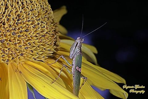 Flower mantis, Creobroter Sp "The predator is waiting for its prey"  Geotagged,Indonesia,Winter