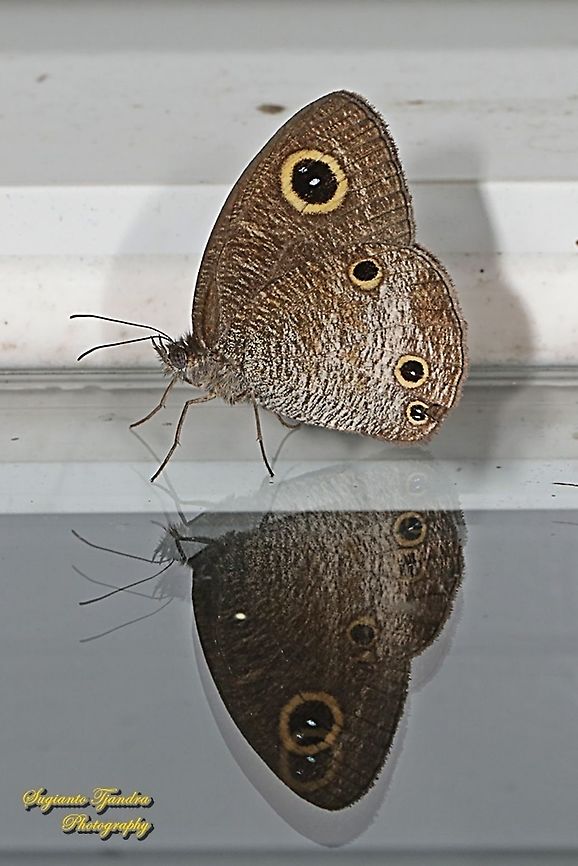 The Common Three Ring Buttefly, Ypthima nigricans ssp nigricans "Reflections"  Geotagged,Indonesia,Winter,Ypthima nigricans