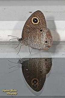 The Common Three Ring Buttefly, Ypthima nigricans ssp nigricans "Reflections"  Geotagged,Indonesia,Winter,Ypthima nigricans