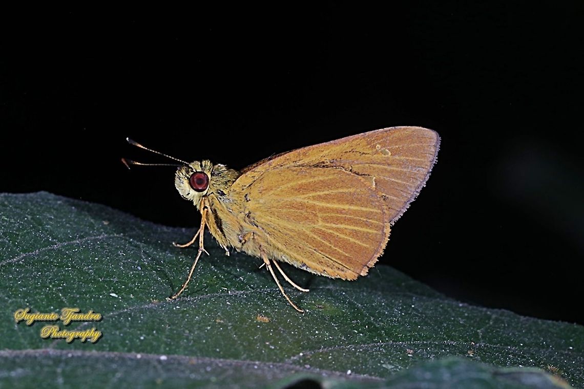 Skipper Butterfly, The Plain Yellow Lancer, Xanthoneura corissa patmapana  Geotagged,Indonesia,Plain Yellow Lancer,Winter,Xanthoneura corissa