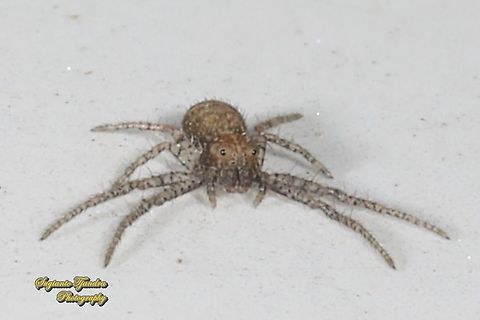 Crab spider, Tmarus Sp  Geotagged,Indonesia,Winter