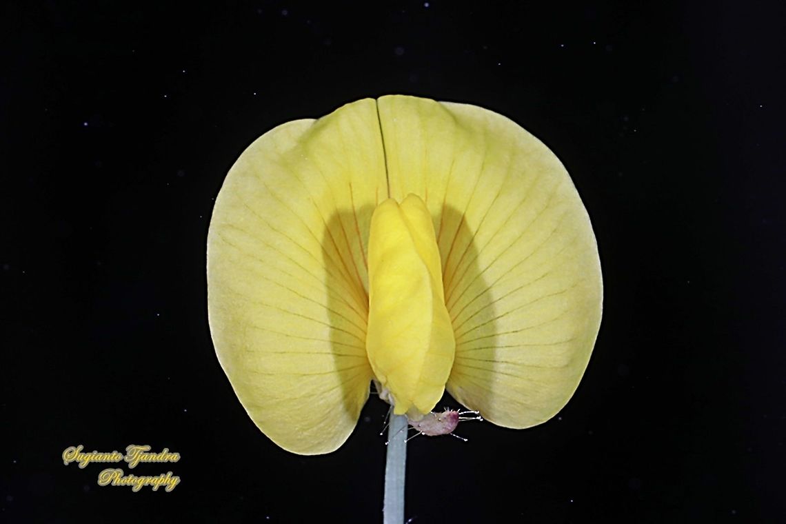 Arachis pintoi flower  Arachis pintoi,Geotagged,Indonesia,Pinto Peanut,Winter