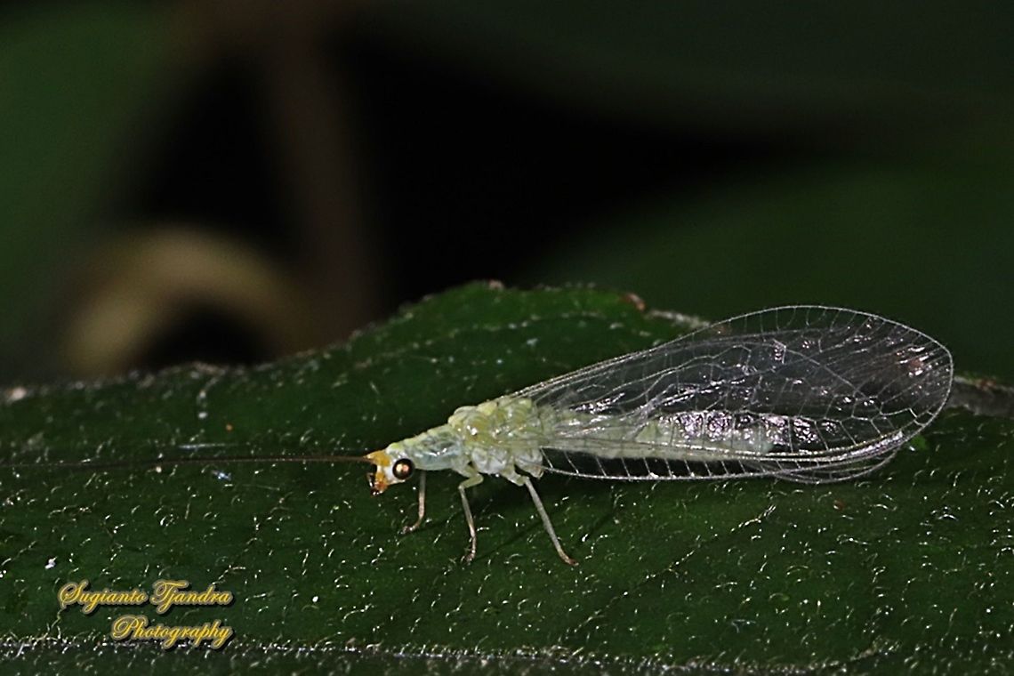 Light green lacewing, family Chrysopidae  Geotagged,Indonesia,Winter