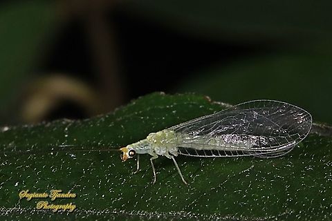 Light green lacewing, family Chrysopidae  Geotagged,Indonesia,Winter