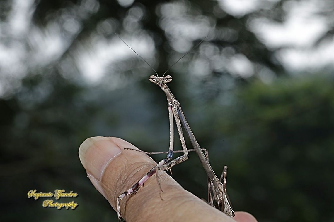 Giraffe mantis, Euchomenella sp, family Mantidea  Geotagged,Indonesia,Winter