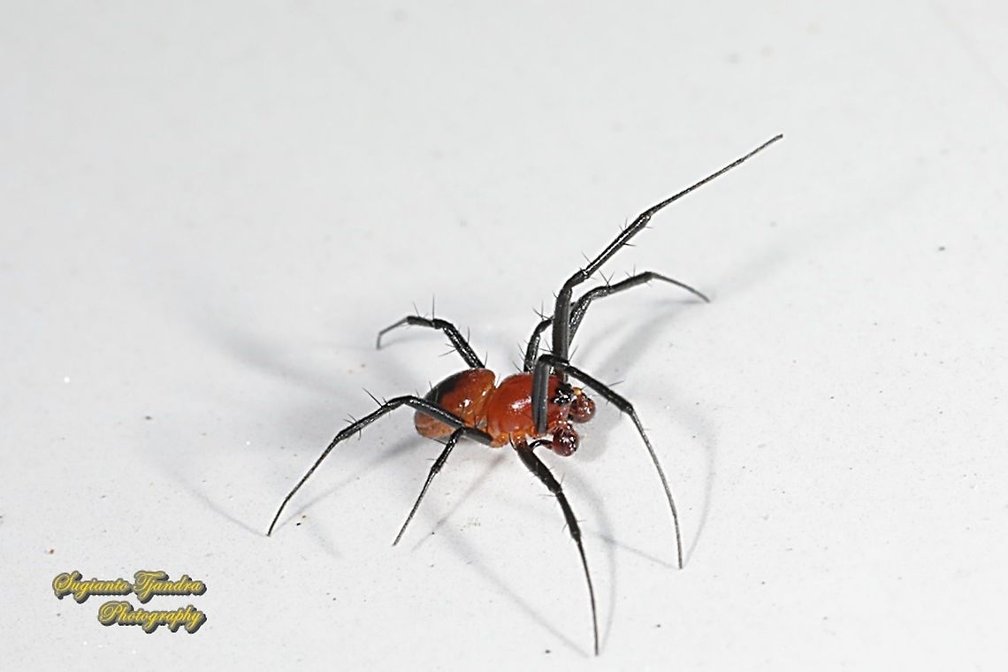 Asian Hermit spider, Nephilengys malabarensis - male  Asian Hermit Spider,Geotagged,Indonesia,Nephilengys malabarensis,Winter