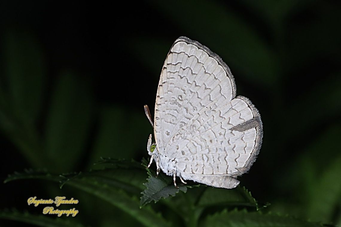 Apefly Butterfly, Spalgis epius titius  Apefly,Geotagged,Indonesia,Spalgis epeus,Winter