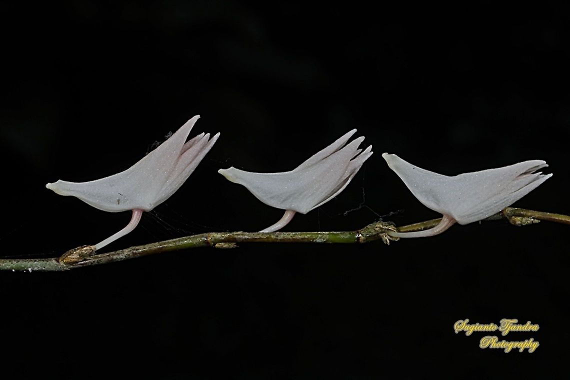 Pigeon Orchid/ Dove flower, Dendrobium crumenatum  Dendrobium crumenatum,Geotagged,Indonesia,Pigeon orchid,Winter