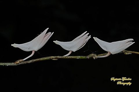 Pigeon Orchid/ Dove flower, Dendrobium crumenatum  Dendrobium crumenatum,Geotagged,Indonesia,Pigeon orchid,Winter