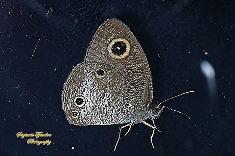 The Common Three Ring Buttefly, Ypthima nigricans Ssp nigricans  Geotagged,Indonesia,Winter,Ypthima nigricans