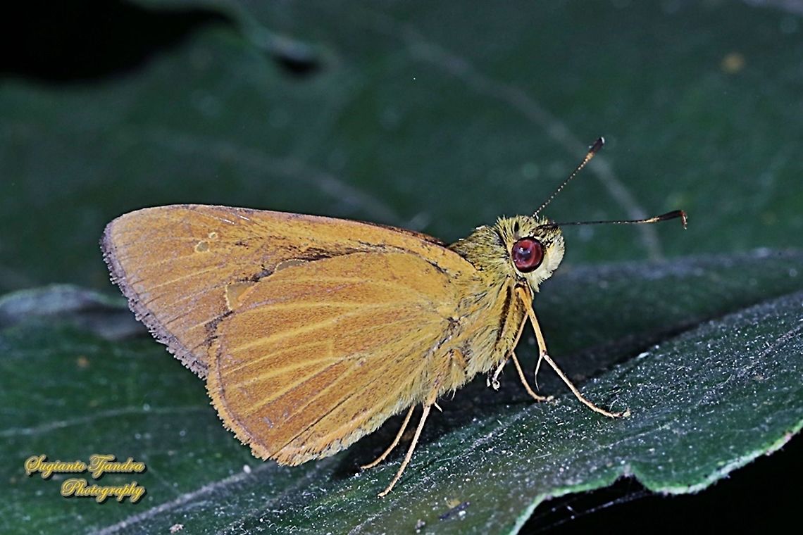 Skipper Butterfly, The Plain Yellow Lancer, Xanthoneura corissa patmapana  Geotagged,Indonesia,Plain Yellow Lancer,Winter,Xanthoneura corissa