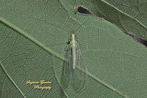 Common green lacewing, Chrysoperla carnea complex, family Chrysopidae  Geotagged,Indonesia,Winter