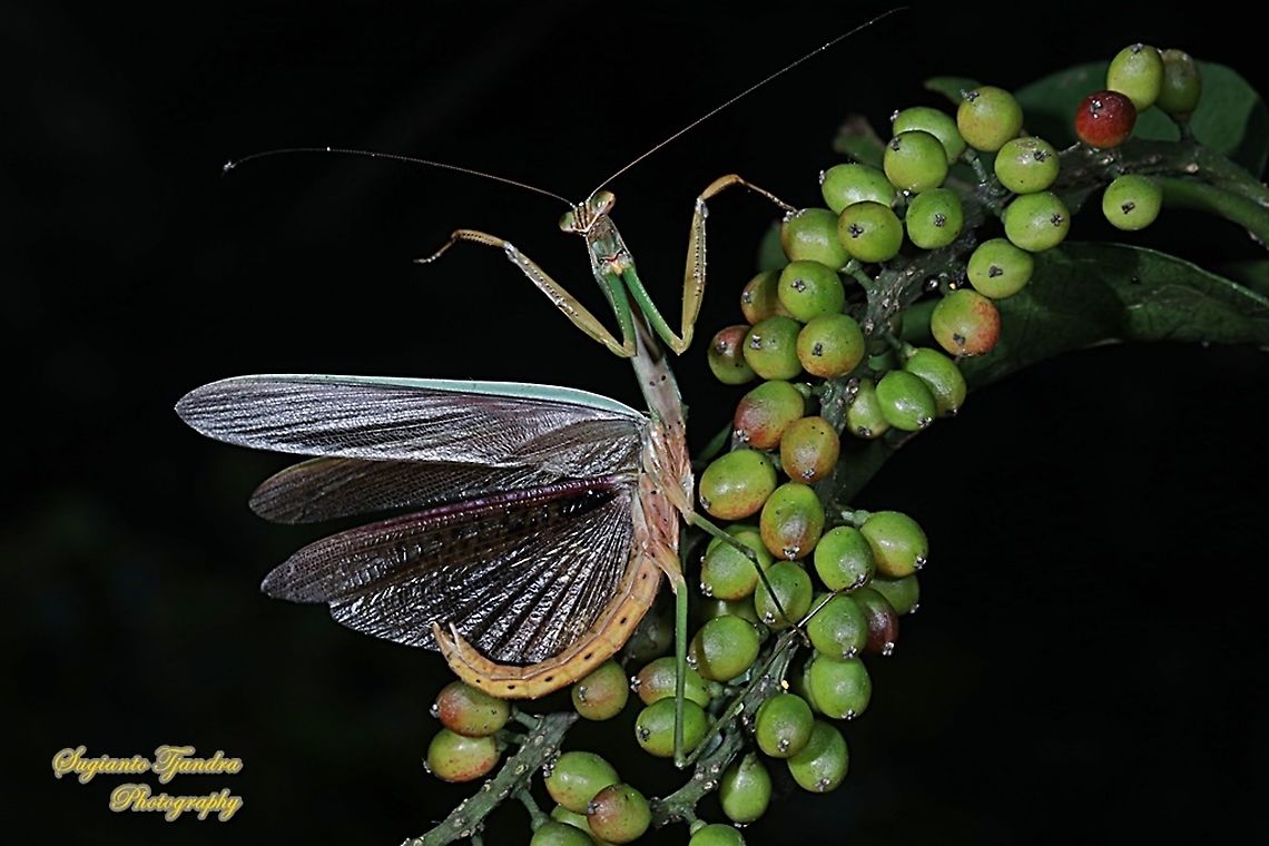 Praying Mantis (Tenodera sp., family Mantidae) - "fruits on sale "  Geotagged,Indonesia,Winter