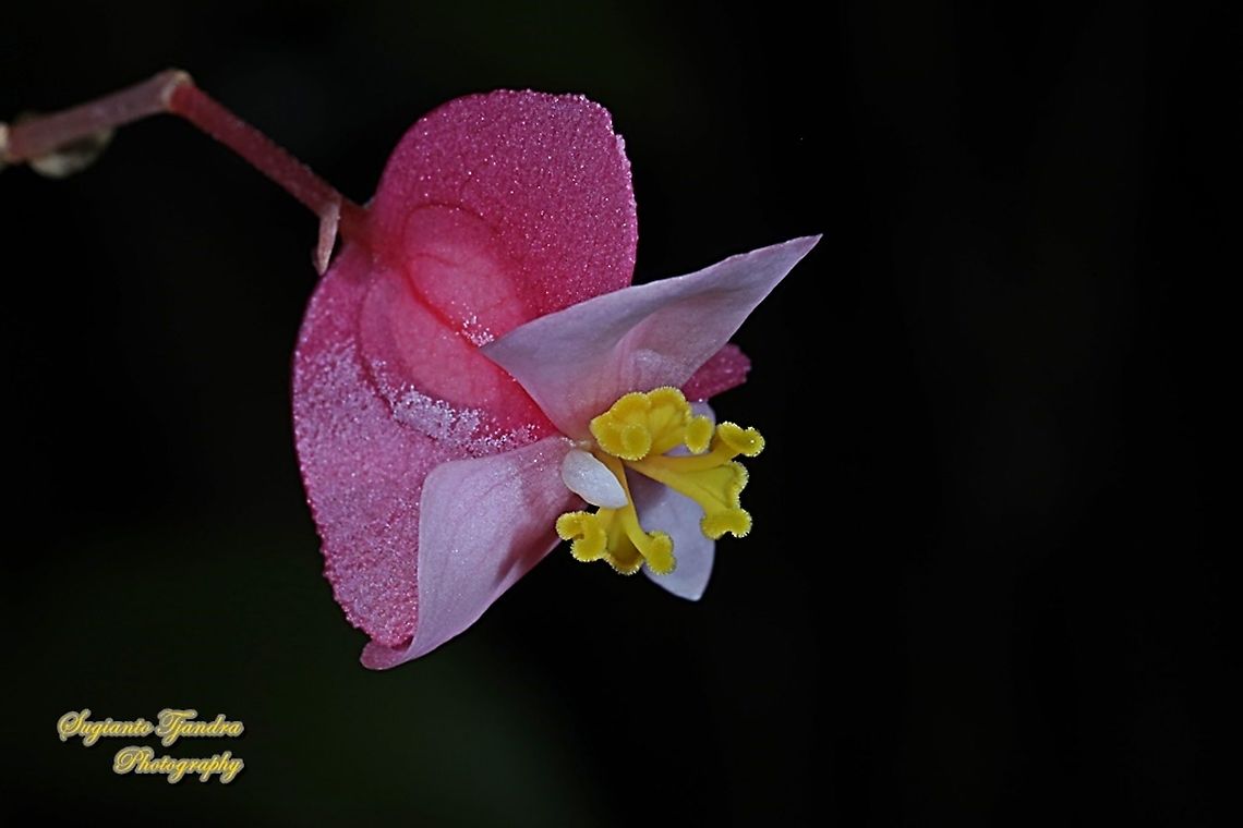 Begonia Grandis 'Heron's Pirouette', Begoniaceae  Begonia grandis,Geotagged,Hardy begonia,Indonesia,Winter