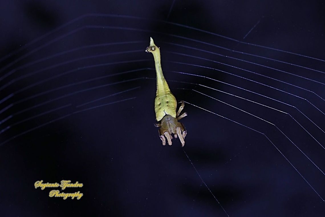 Yellow scorpion-tailed spider (Arachnura sp.), family Araneidae  Geotagged,Indonesia,Winter