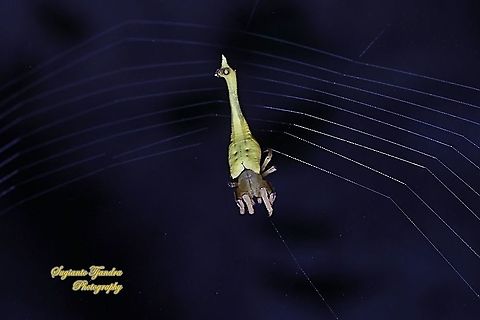 Yellow scorpion-tailed spider (Arachnura sp.), family Araneidae  Geotagged,Indonesia,Winter