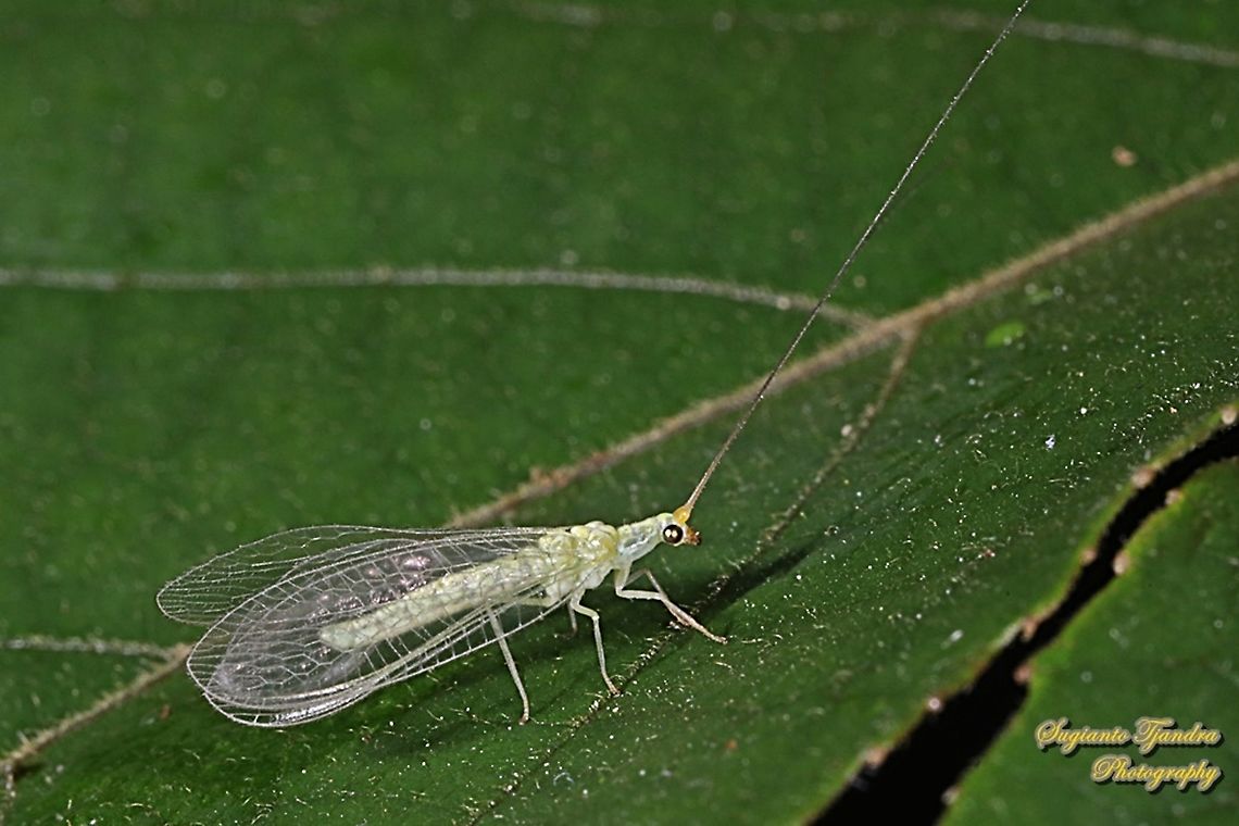 Common green lacewing, Chrysoperla carnea Complex, family Chrysopidae  Geotagged,Indonesia,Winter
