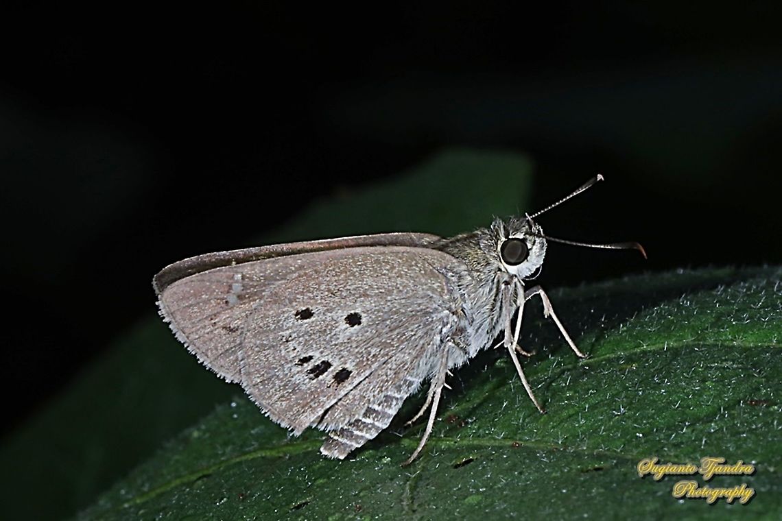 Palm Bob Skipper Butterfly, Suastus gremius gremius  Geotagged,Indonesia,Palm Bob,Suastus gremius,Winter