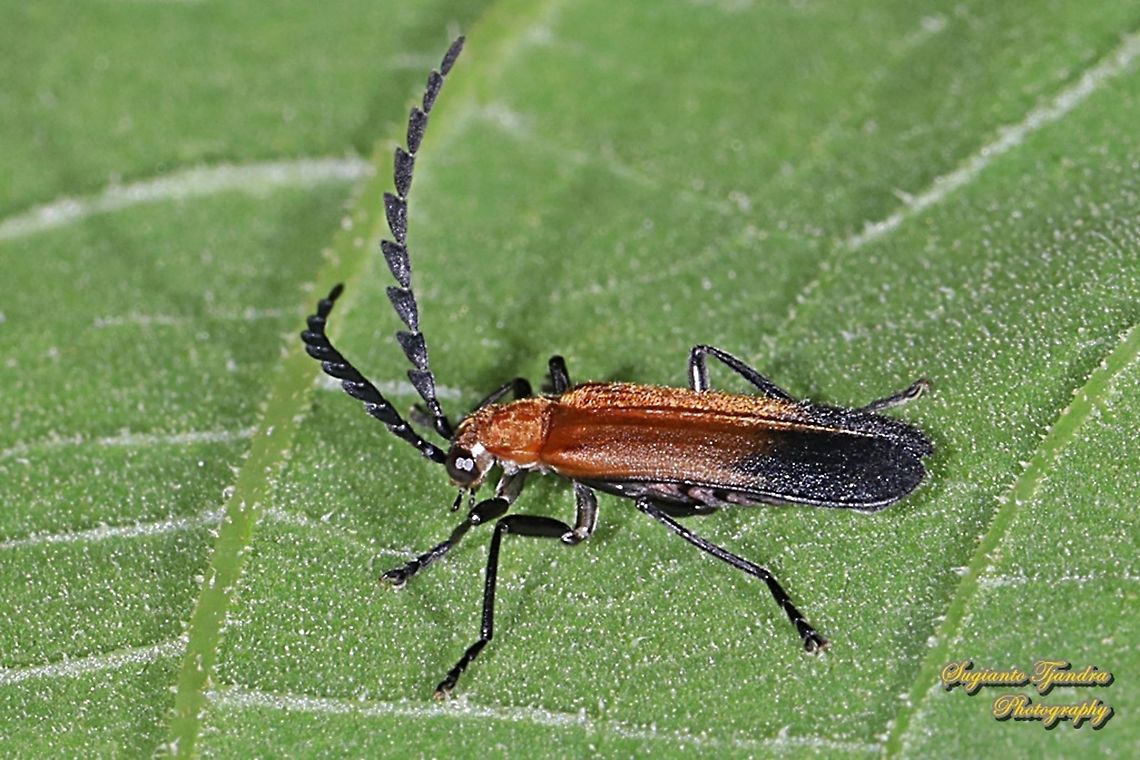 Lycidae beetle  Geotagged,Indonesia,Winter