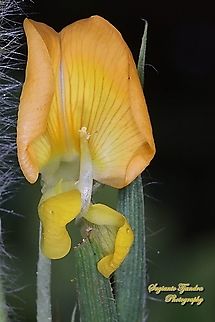 Peanut flower, Arachis hypogaea  Arachis hypogaea,Geotagged,Indonesia,Peanut,Winter