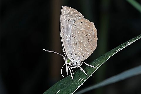 Round-band Brownie, Miletus gopara gopara, family Lycaenidae  Geotagged,Indonesia,Miletus gopara,Winter