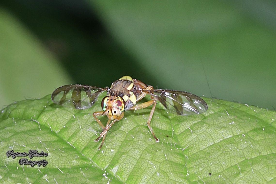 Breadfruit fly, Bactrocera umbrosa (Fabricius)  Bactrocera umbrosa,Geotagged,Indonesia,Winter