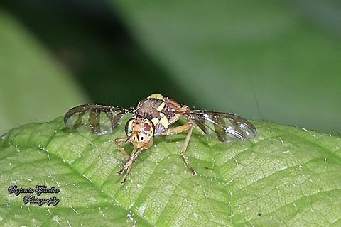Breadfruit fly, Bactrocera umbrosa (Fabricius)  Bactrocera umbrosa,Geotagged,Indonesia,Winter