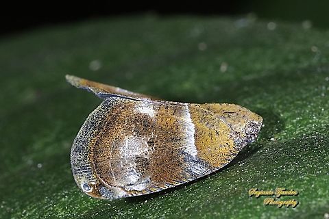 Ricaniid Planthopper, Ricaniidae  Geotagged,Indonesia,Winter