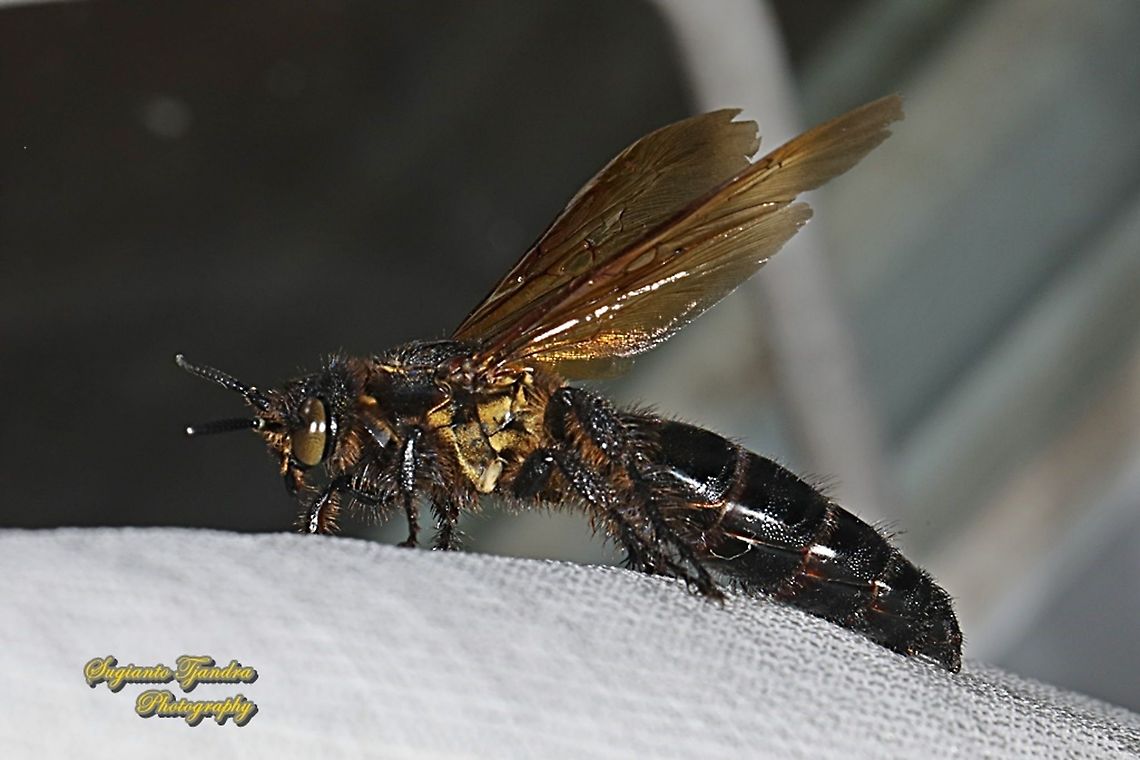 Giant Scoliid Wasp, family Scoliidae  Geotagged,Indonesia,Winter
