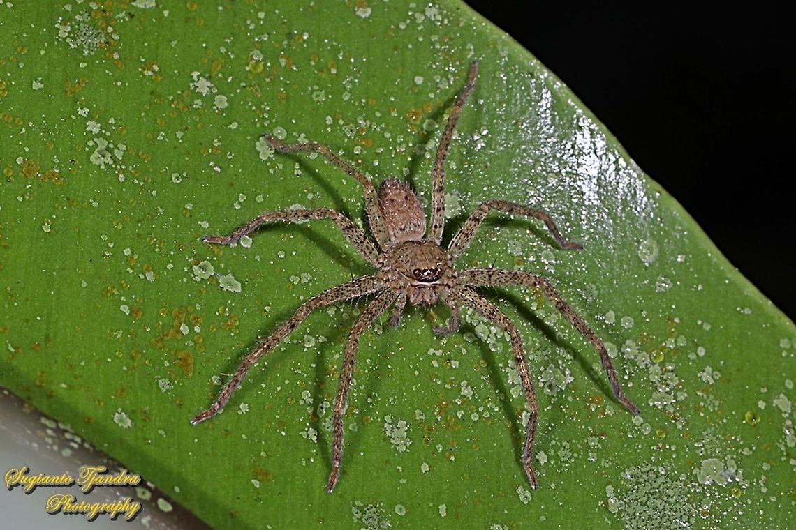 Hauntsman Spider, Heteropoda venatoria, family Sparassidae  Geotagged,Giant Crab Spider,Heteropoda venatoria,Indonesia,Winter